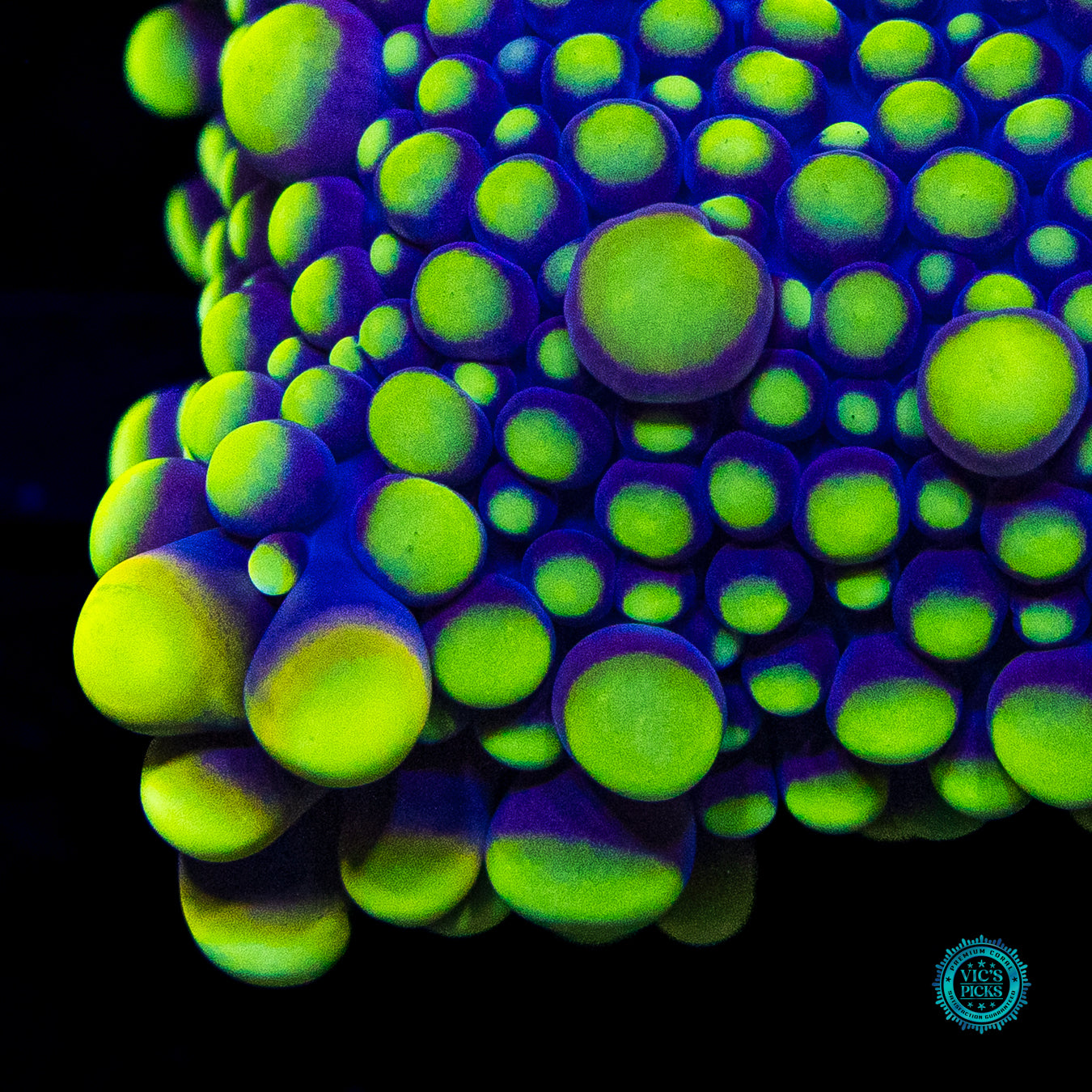 Purple Hornet Yuma Mushroom