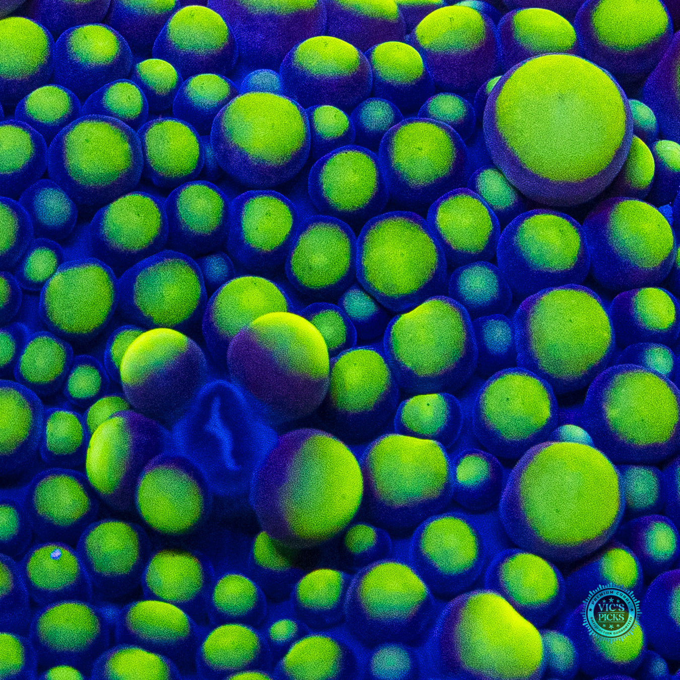 Purple Hornet Yuma Mushroom