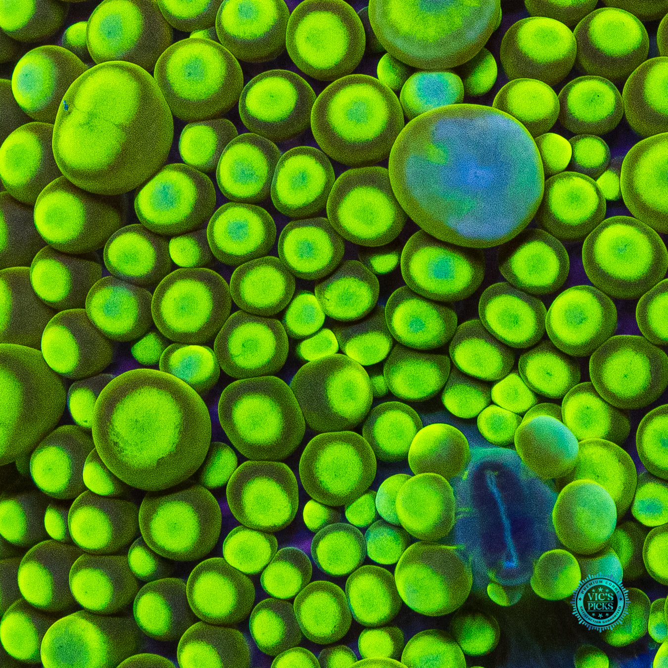 Lemon Biscuit Yuma Mushroom