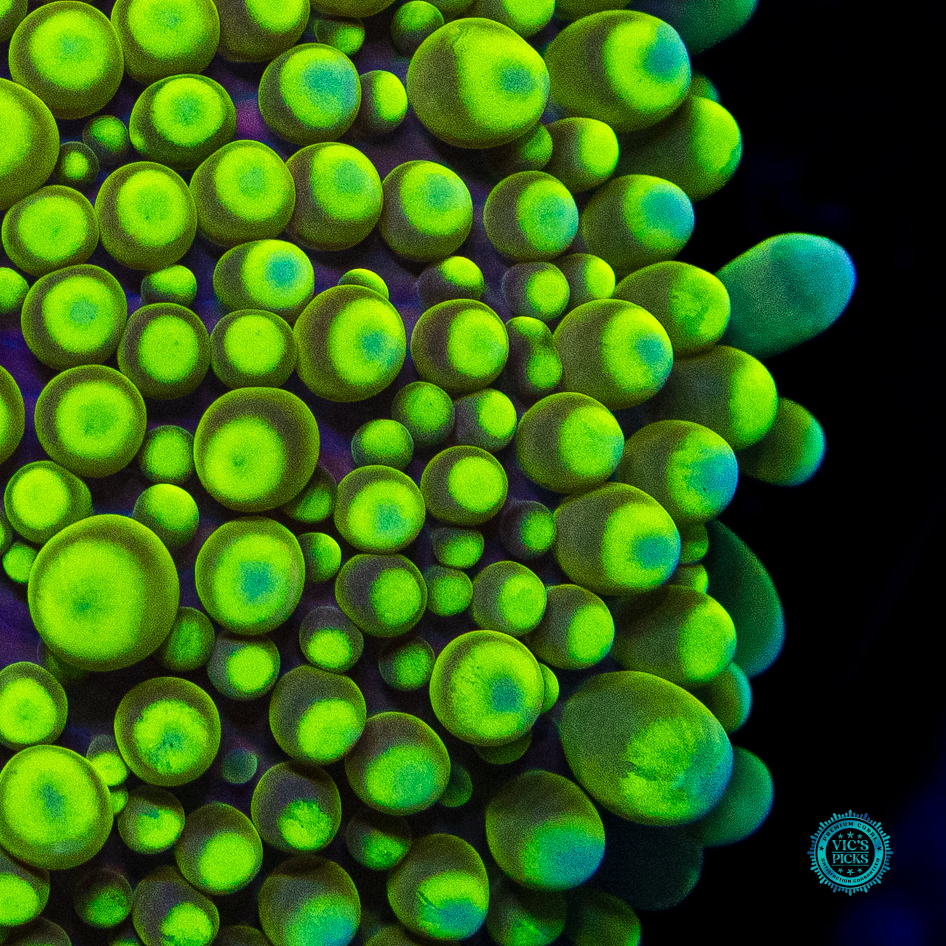 Lemon Biscuit Yuma Mushroom