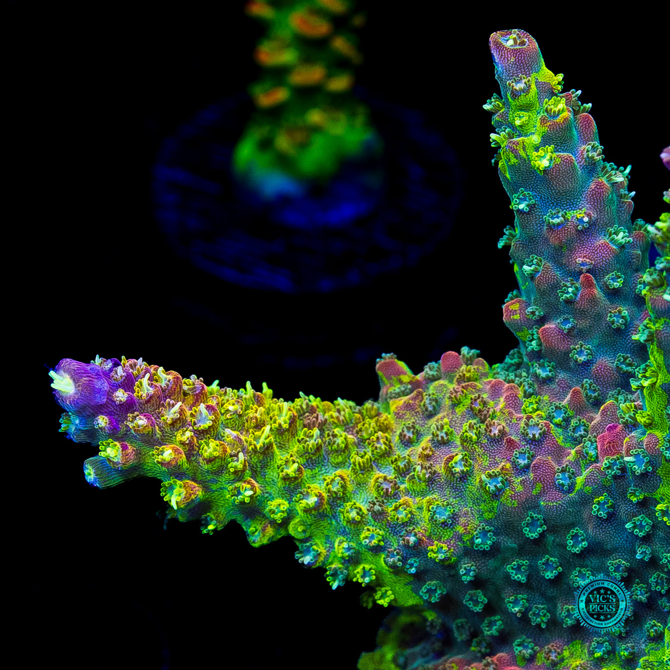 XL CC Grafted Banana Hammock Acropora