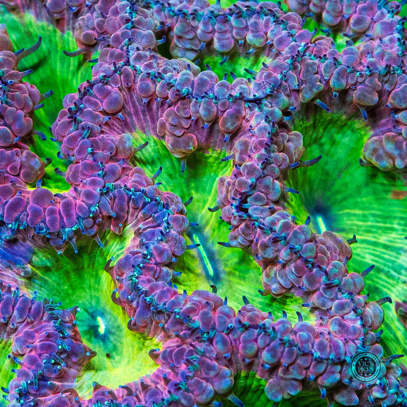 Tropical Temptation Blastomussa