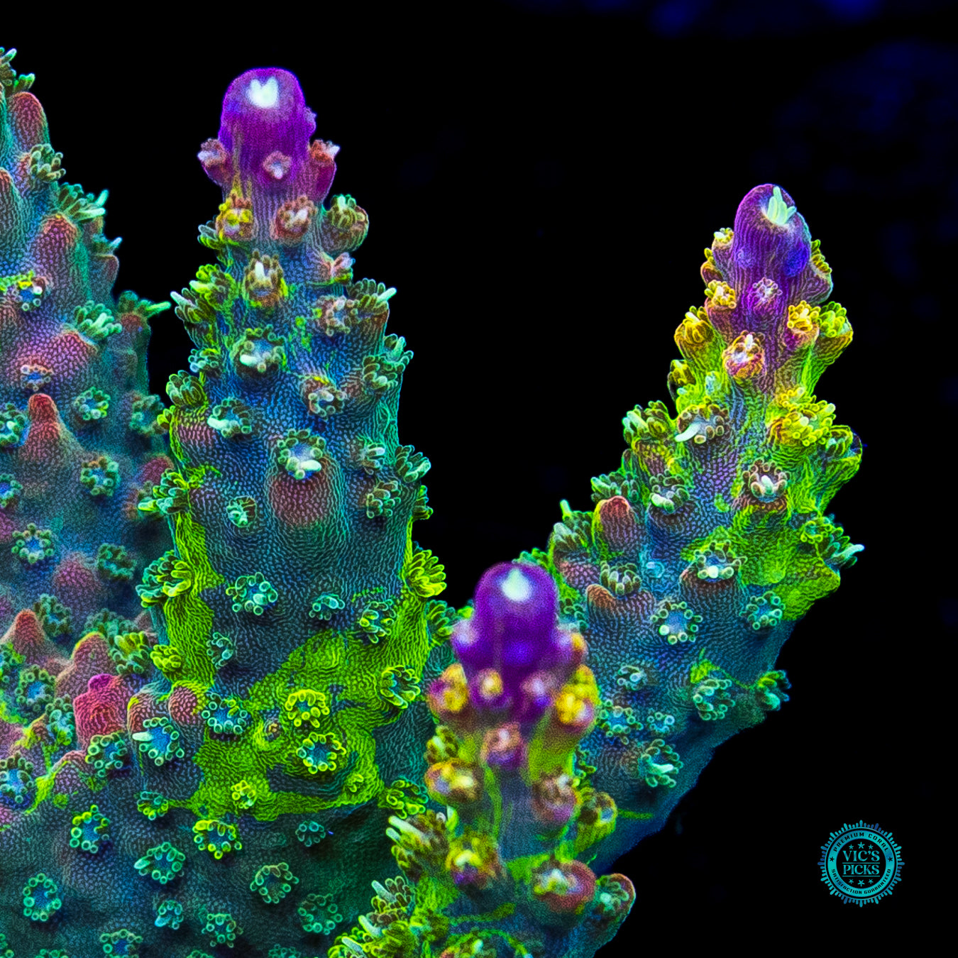 XL CC Grafted Banana Hammock Acropora