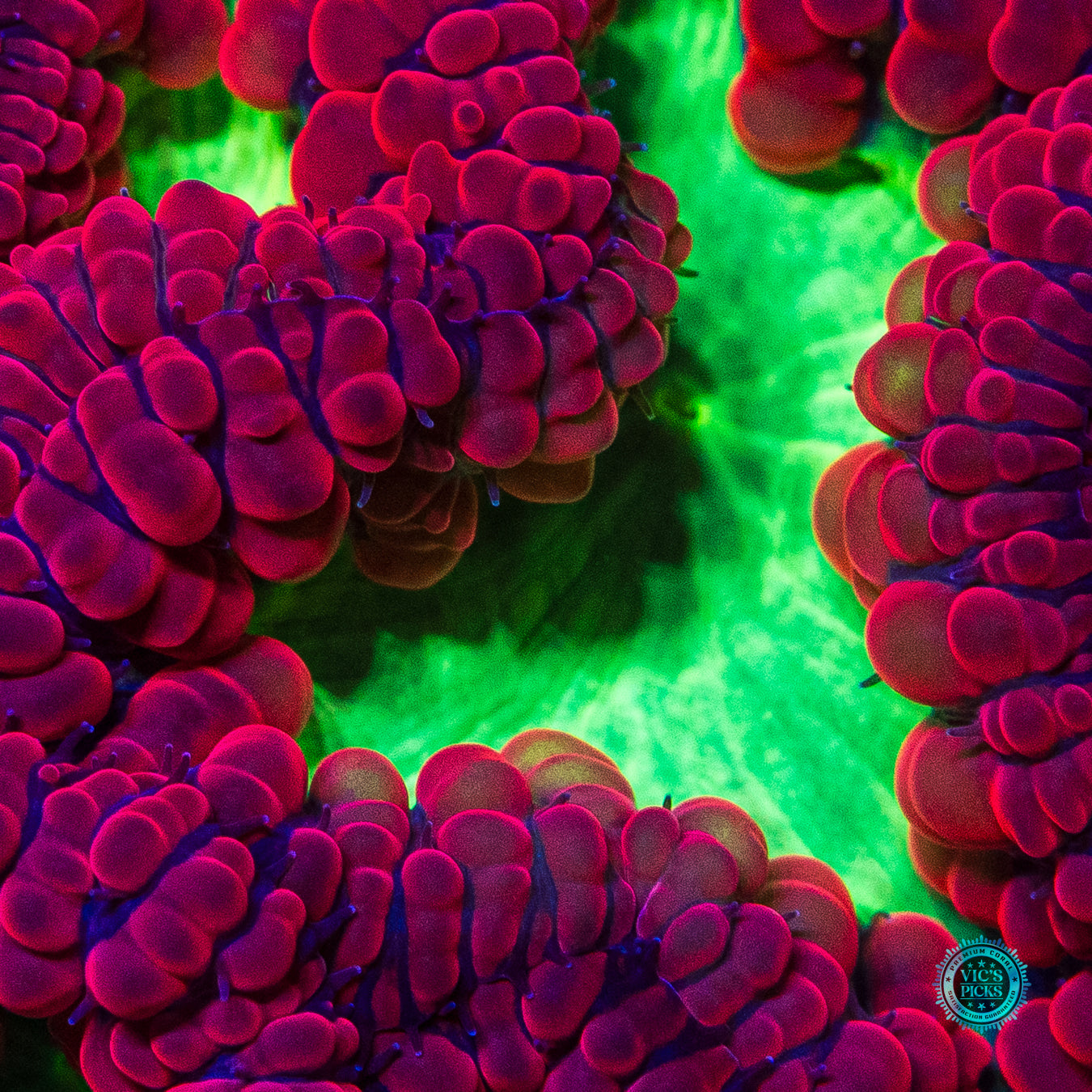 Boogie All Night Blastomussa