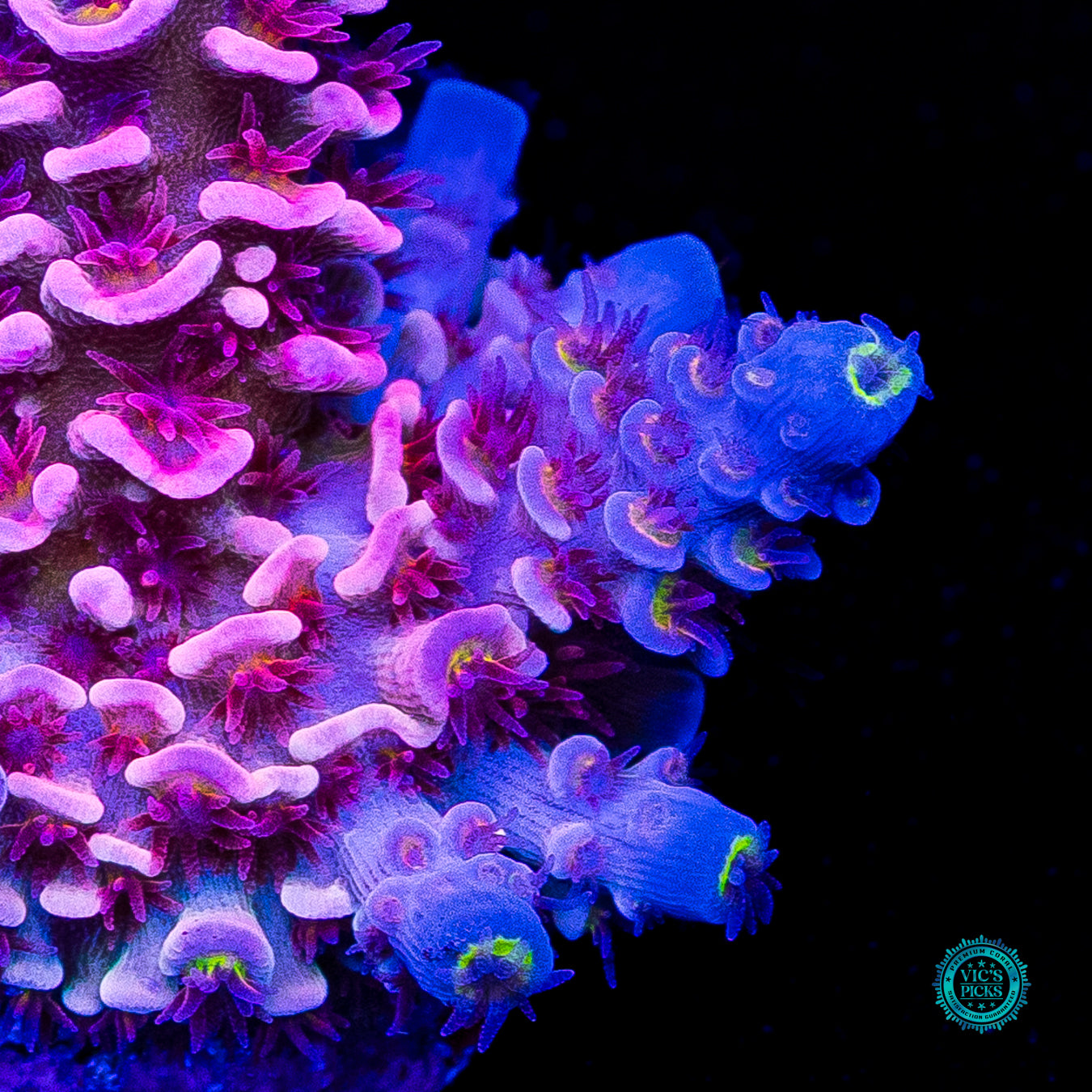 WWC Pink Panther Tenuis Acropora