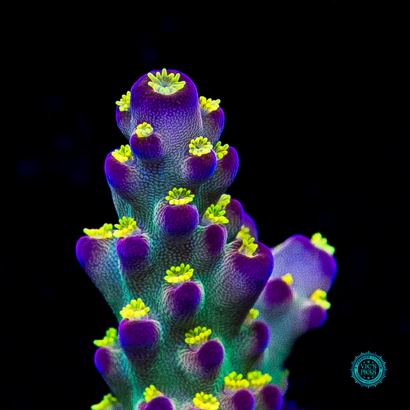 Jason Fox Fantasy Island Acropora