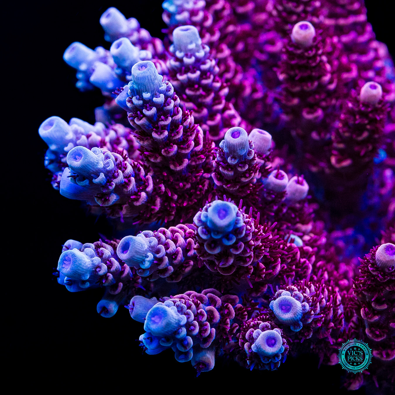XXL WWC Dragon Slayer Acropora