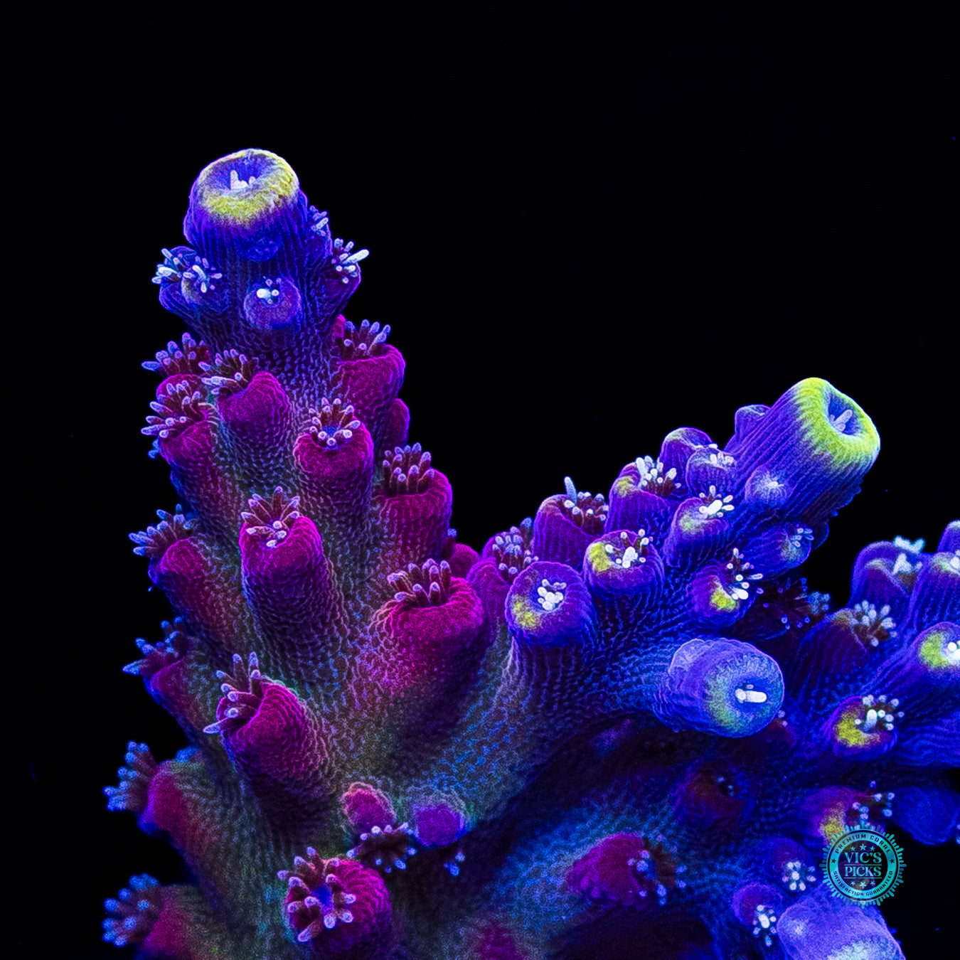 GWS Arcoiris Acropora