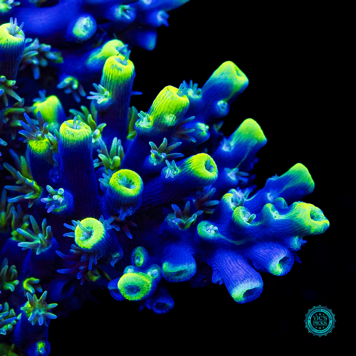 XL WWC Shark Bite Acropora