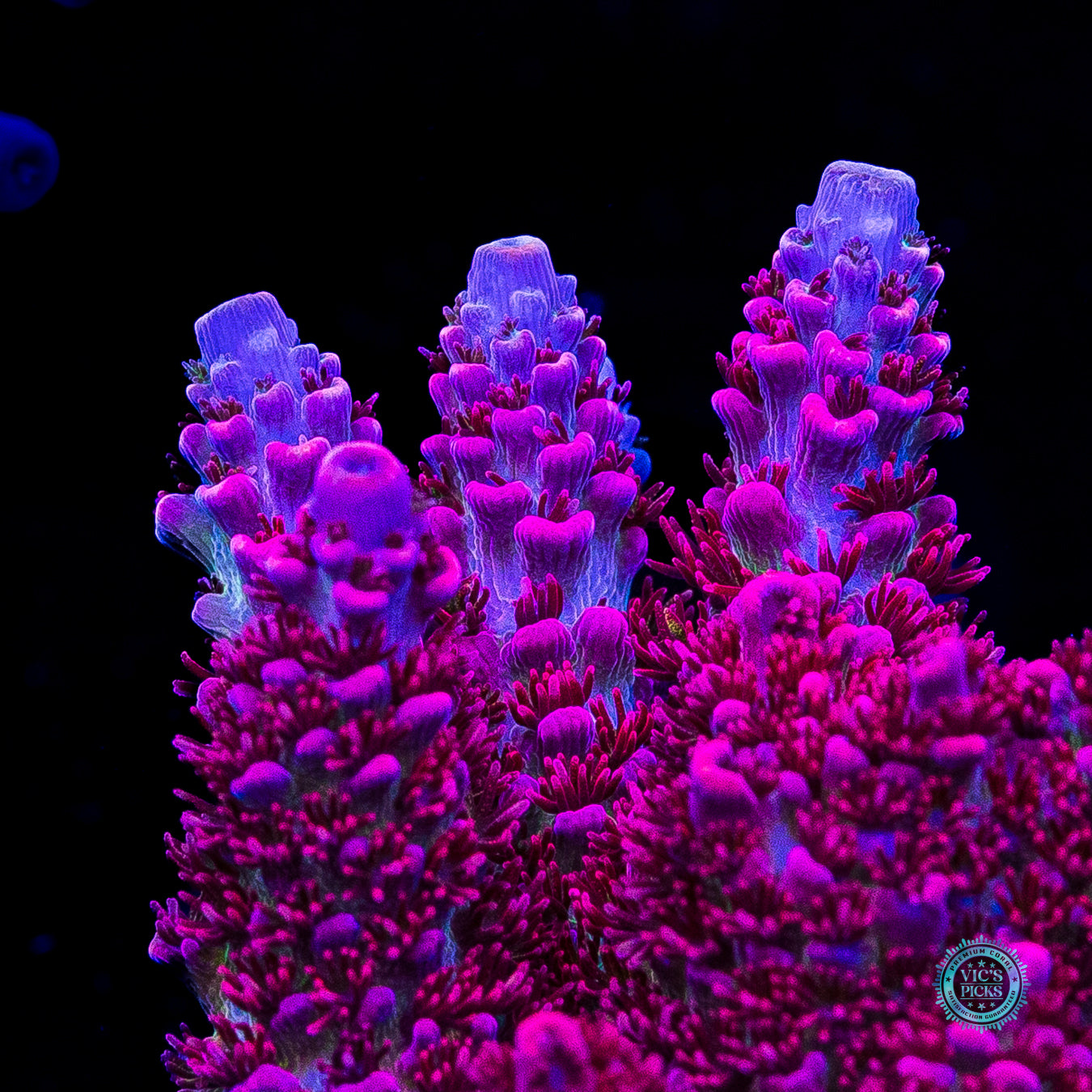 WWC Ruby Runner Acropora