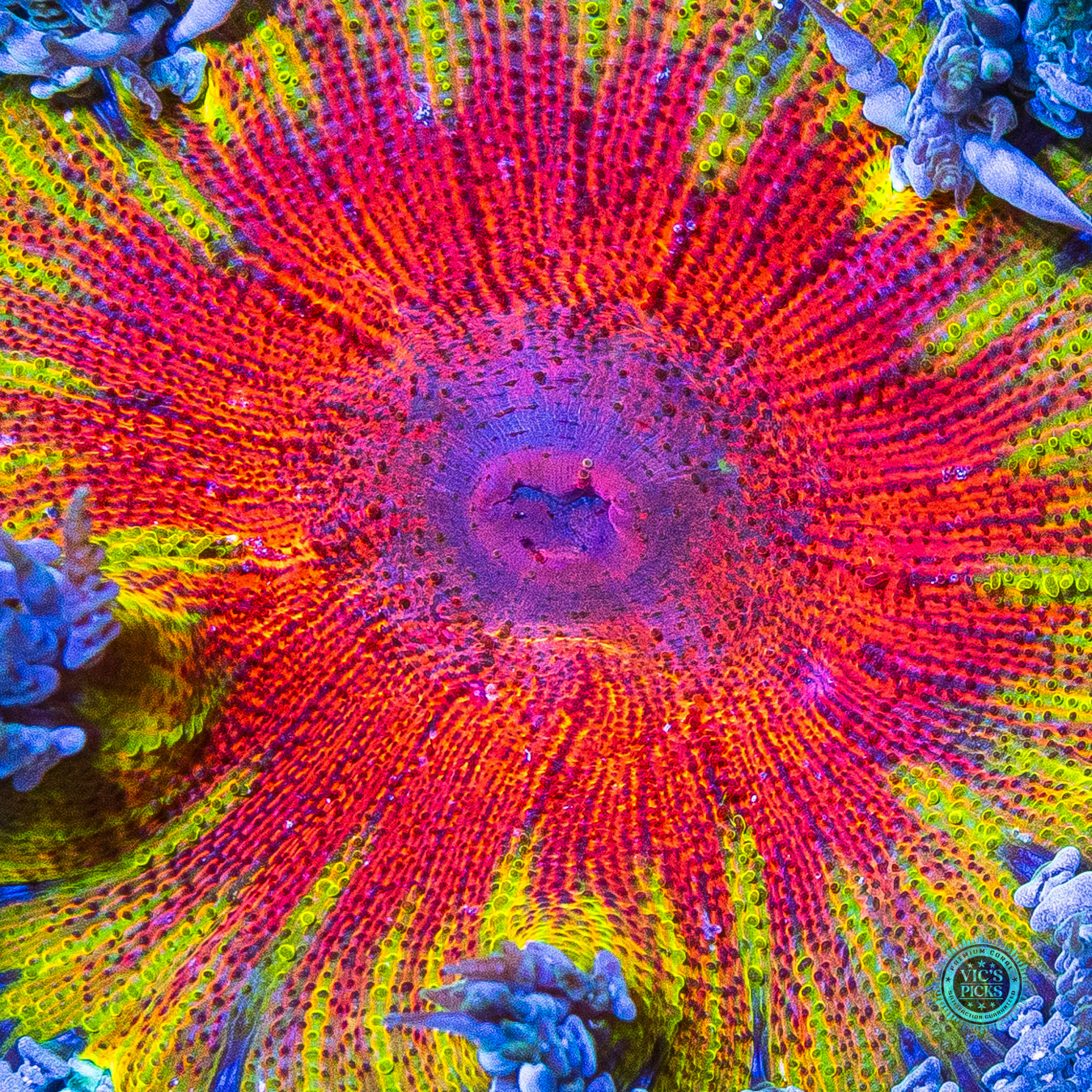 Hellfire Flower Anemone