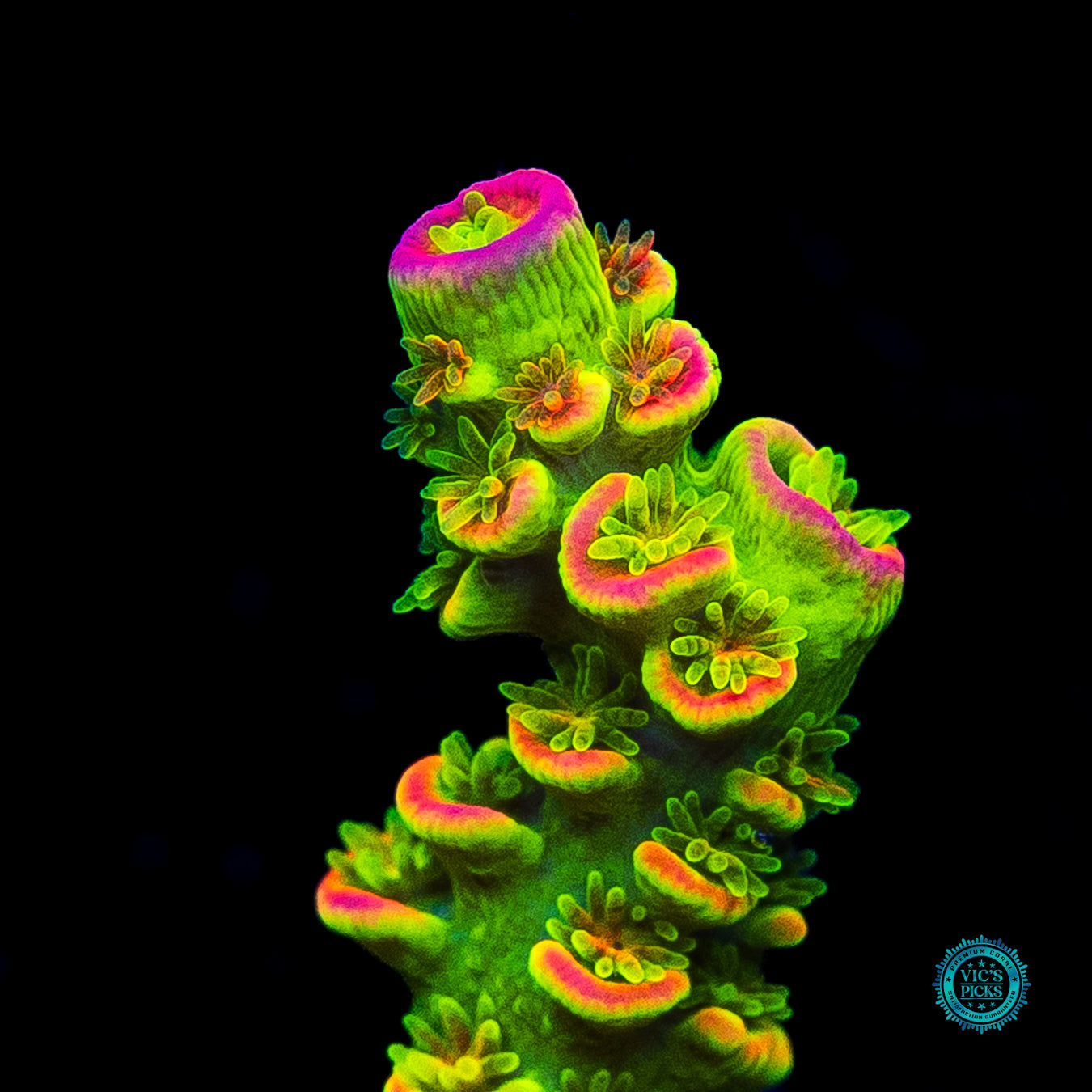 WWC Cash Me Outside Tenuis Acropora