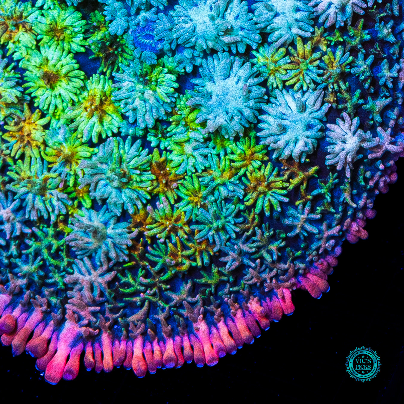 WWC Paradise Cove Rhodactis Mushroom