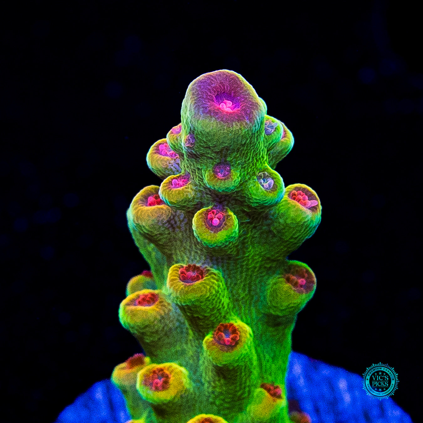 WWC Budgie Smuggler Acropora