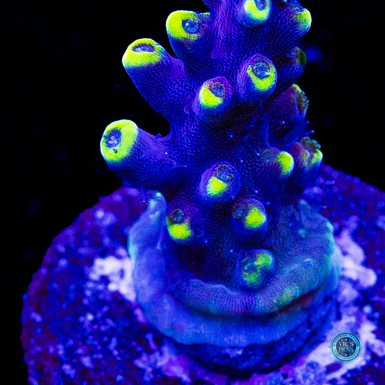 WWC Kobe Bean Acropora