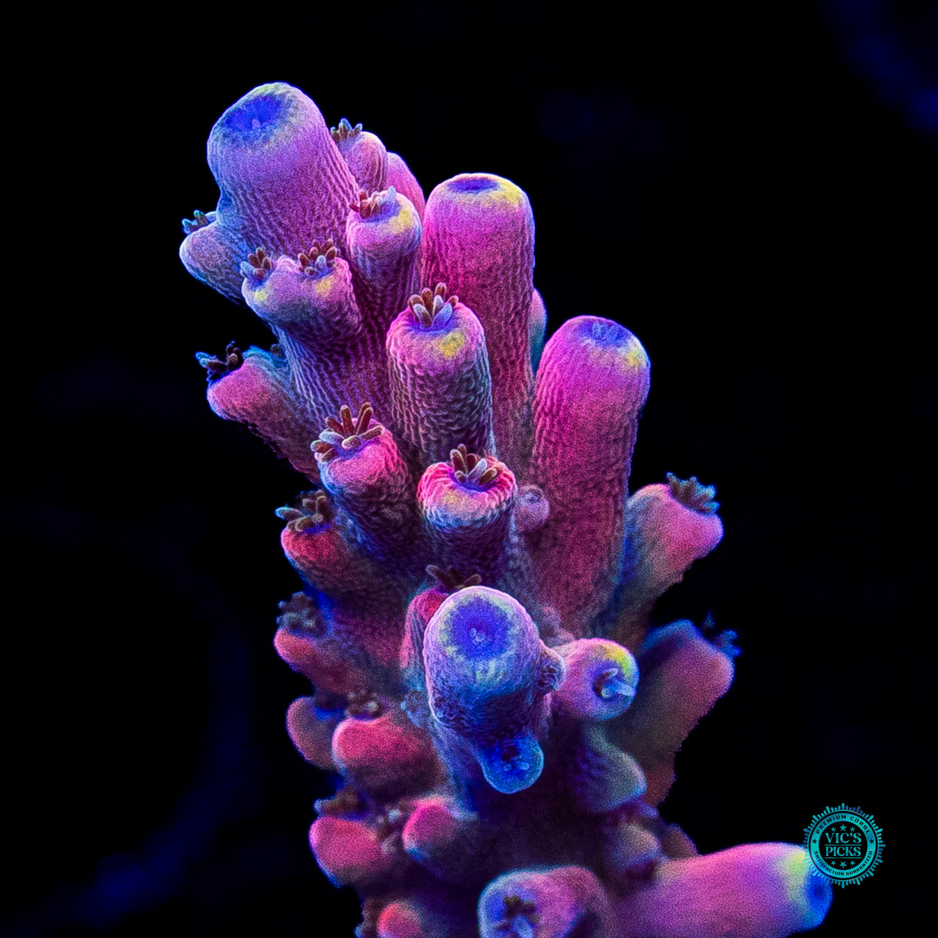 RMF Candyland Acropora