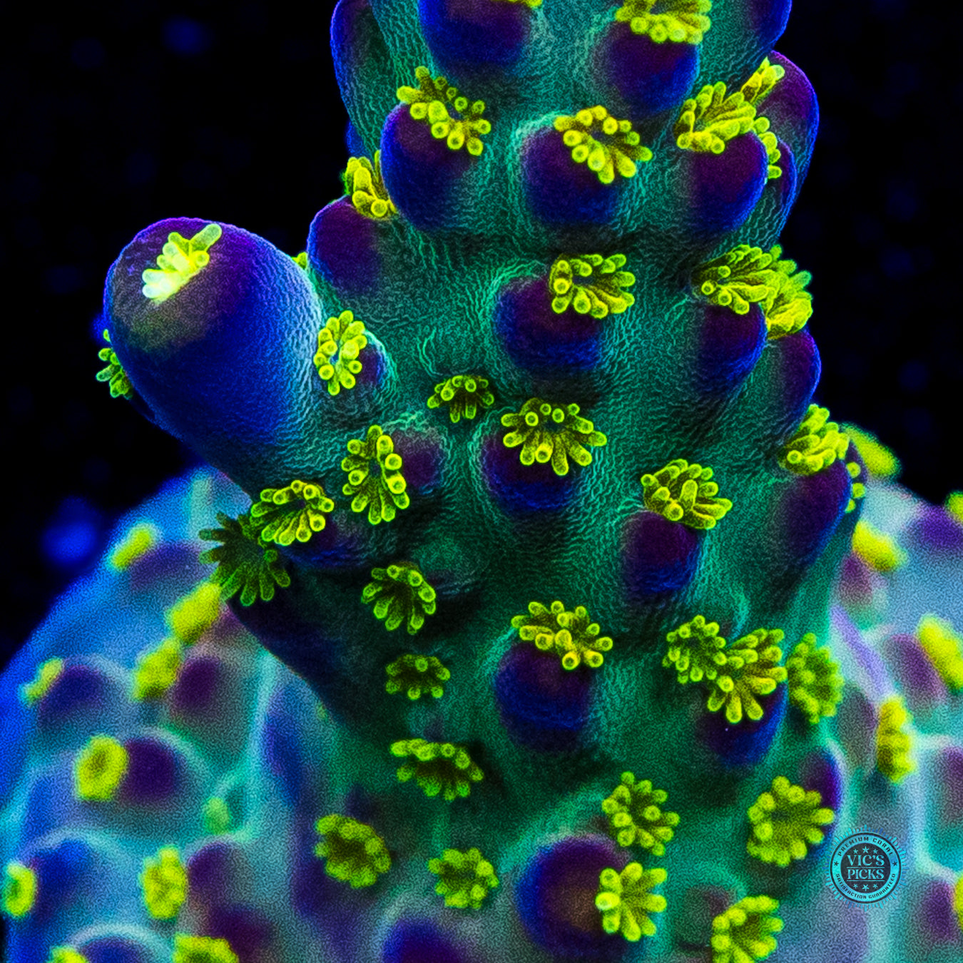Jason Fox Fantasy Island Acropora