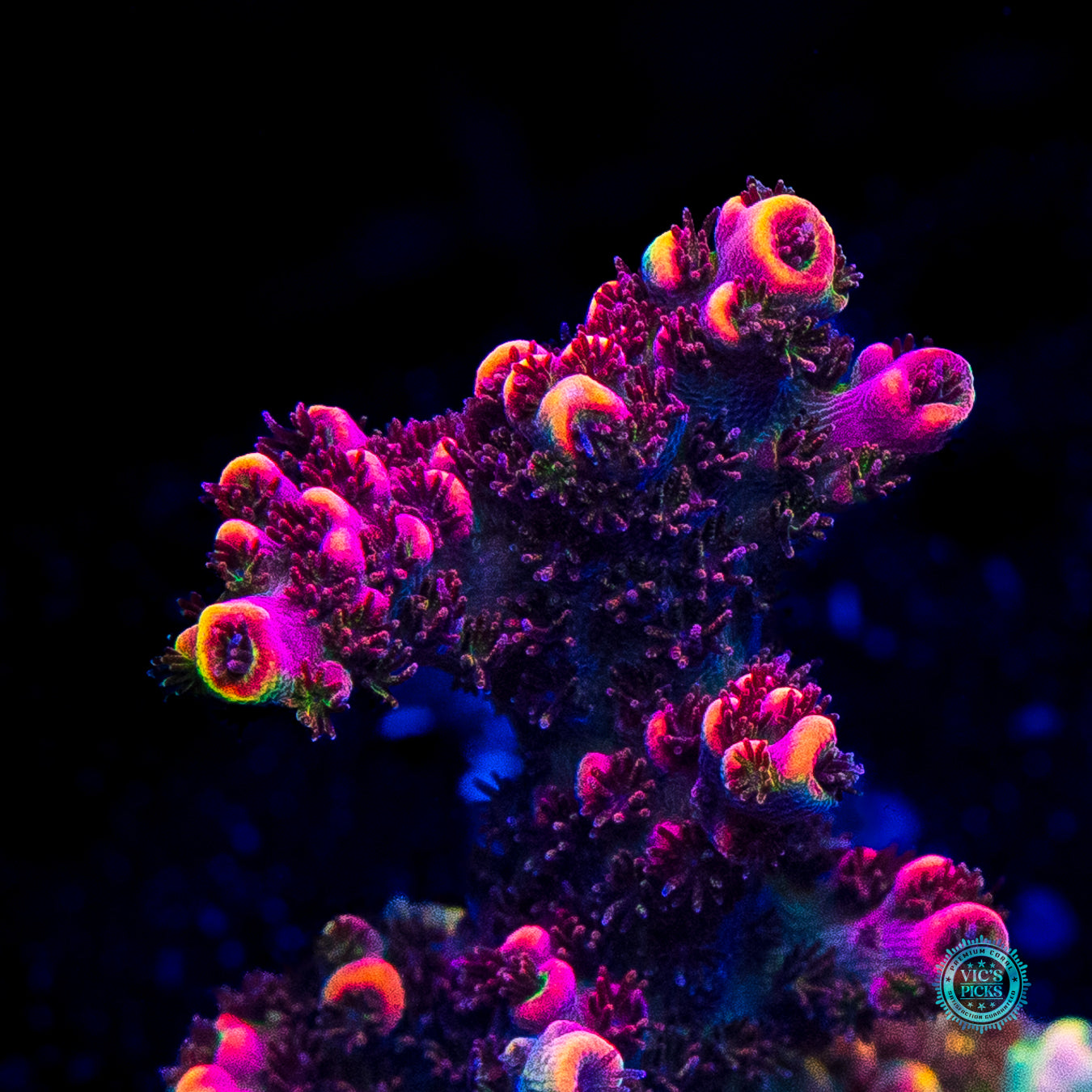 Fruity Pebbles Acropora