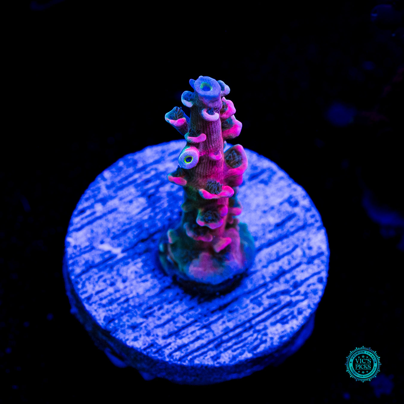 Vivid's Insanity Acropora