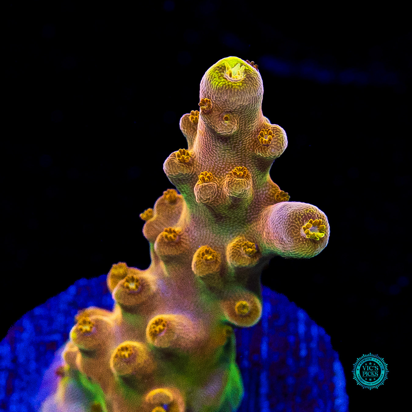 WWC Do the Dew Acropora