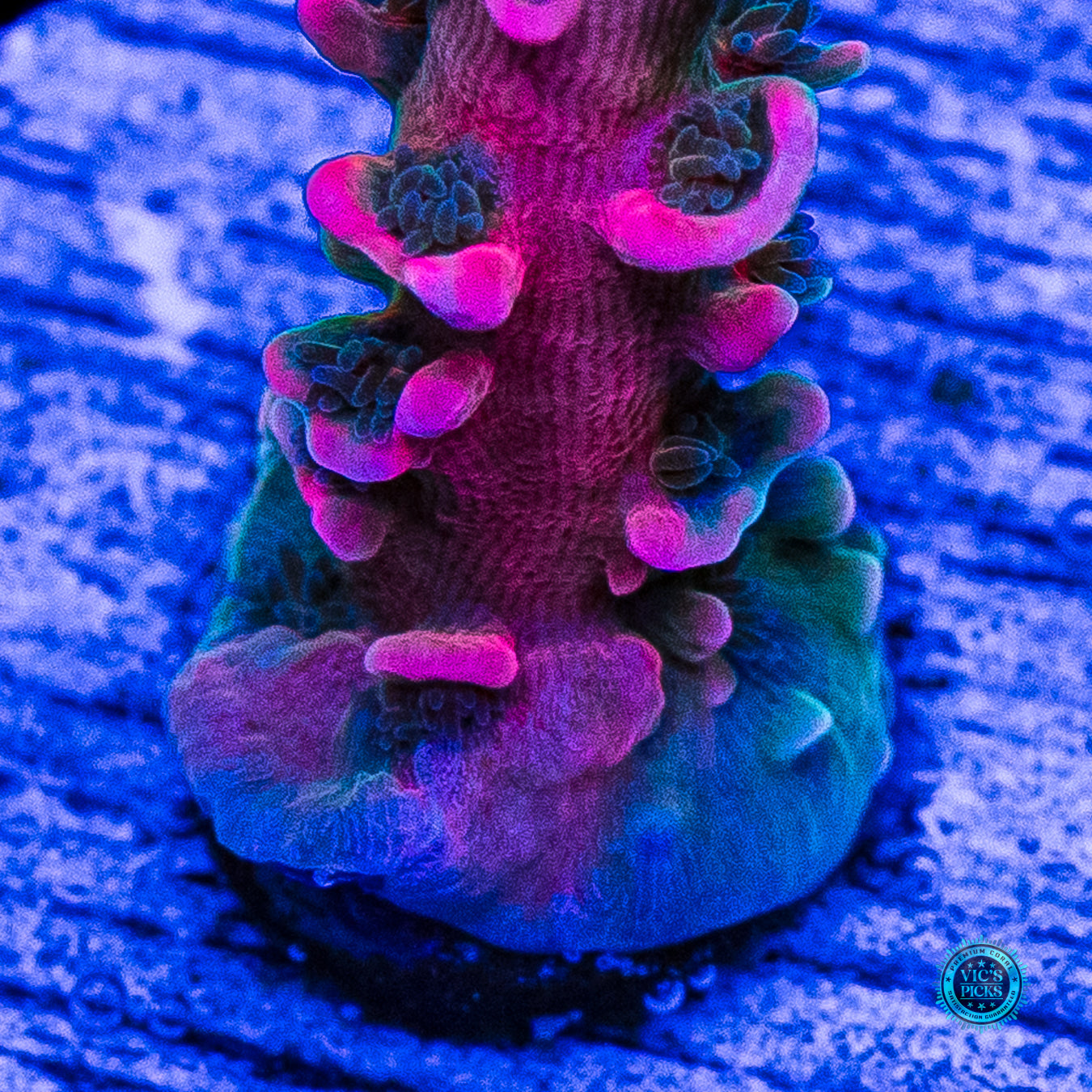 Vivid's Insanity Acropora