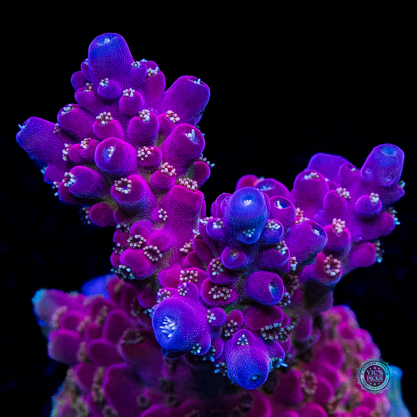 WWC Whiplash Acropora