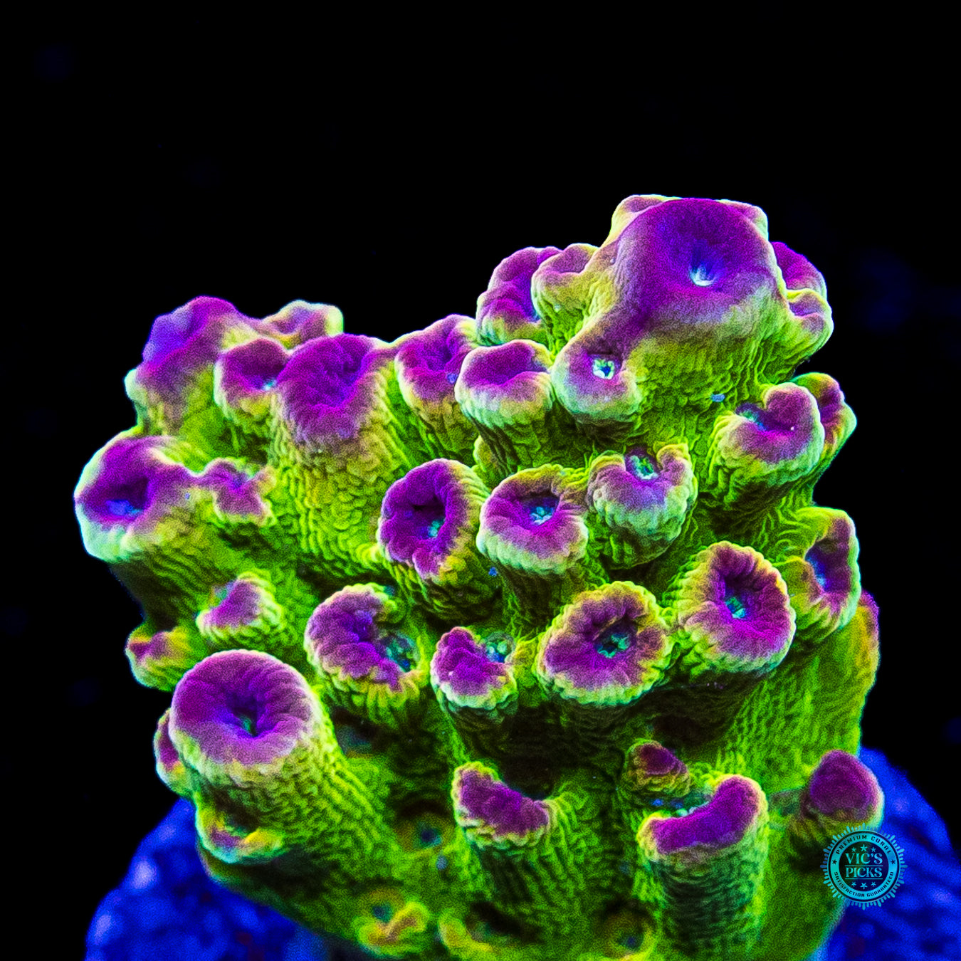 WWC Captain Caveman Acropora