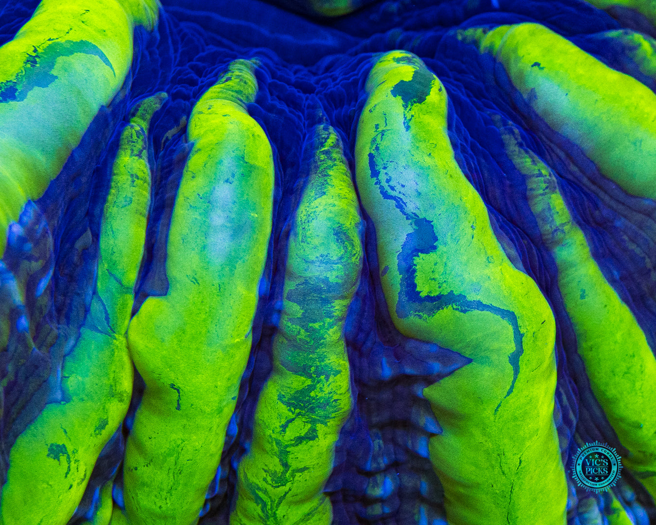 Monster Slayer Indophyllia