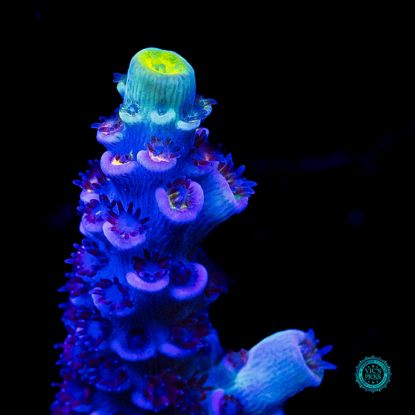 WWC Shadow Flash Tenuis Acropora