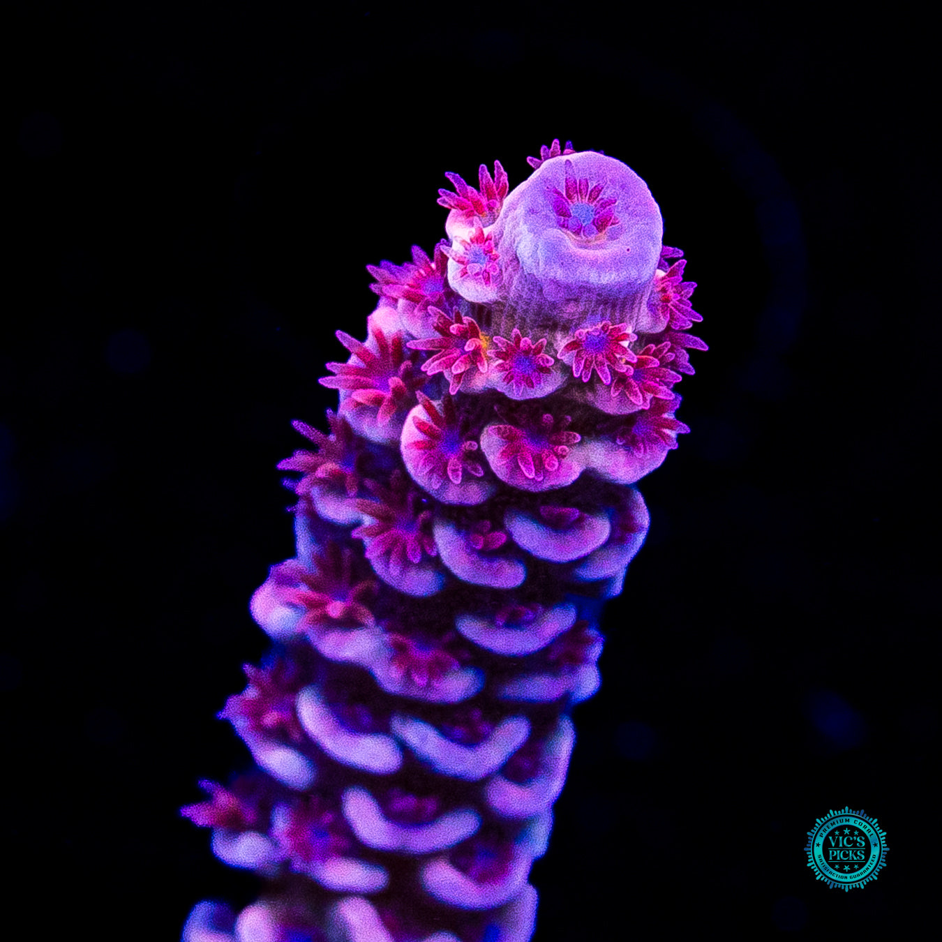 WWC Sex Panther Tenuis Acropora