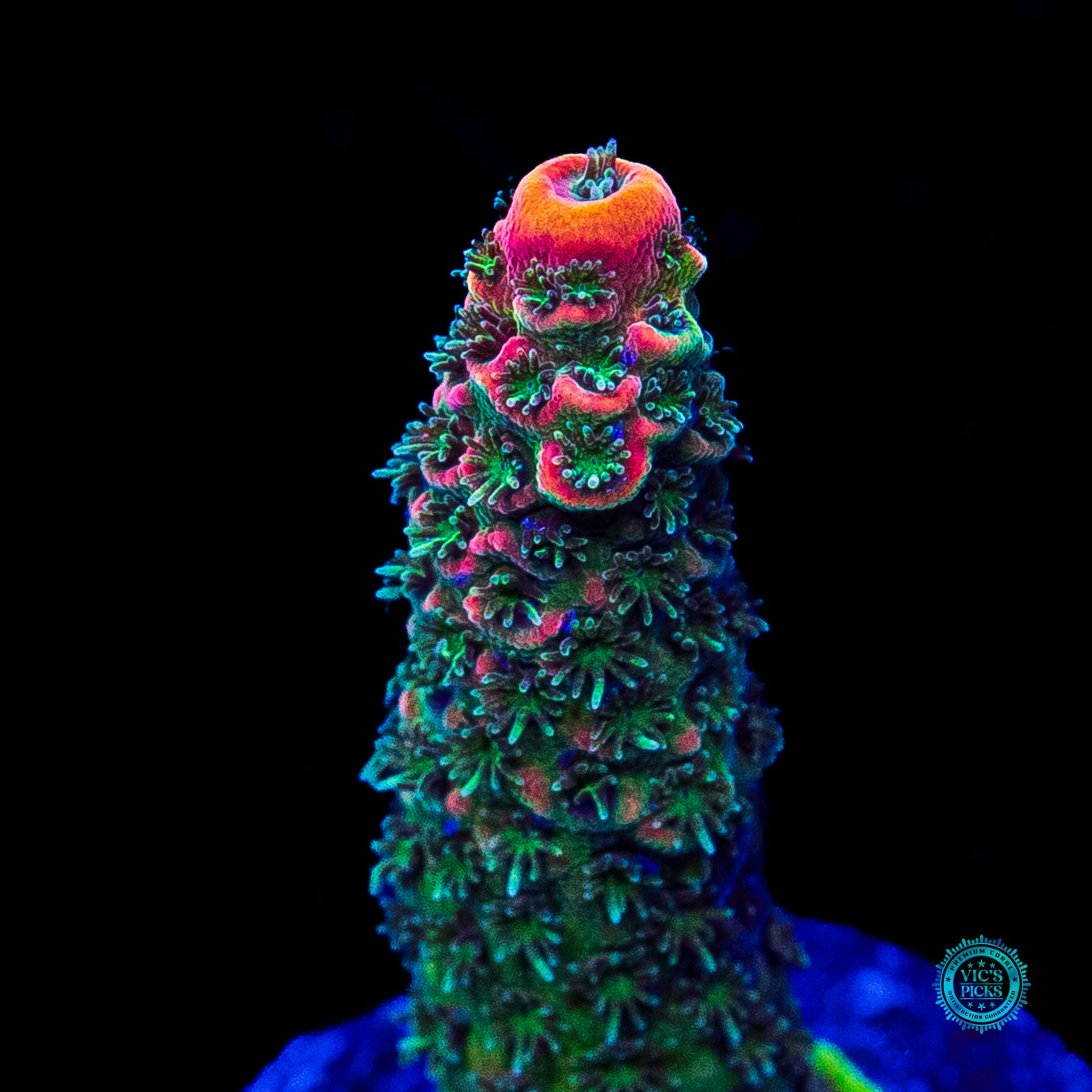 WWC Ding Dang Millepora Acropora