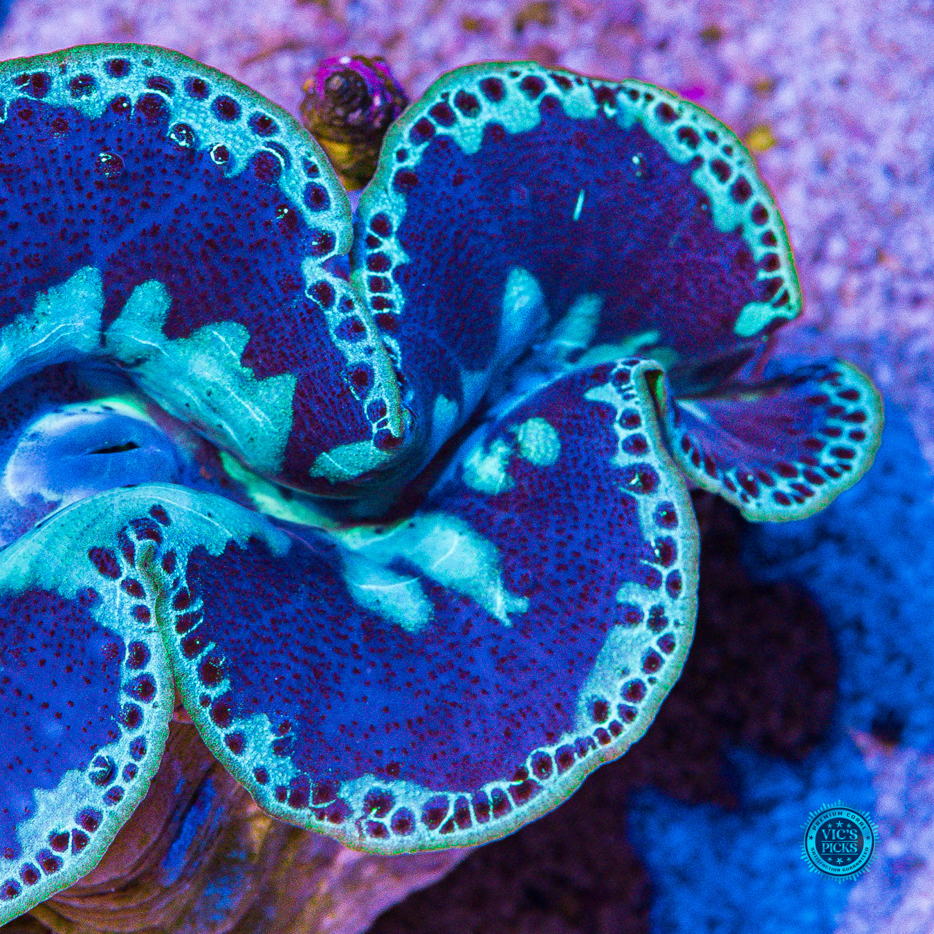 XXL Blue Domino Maxima Clam