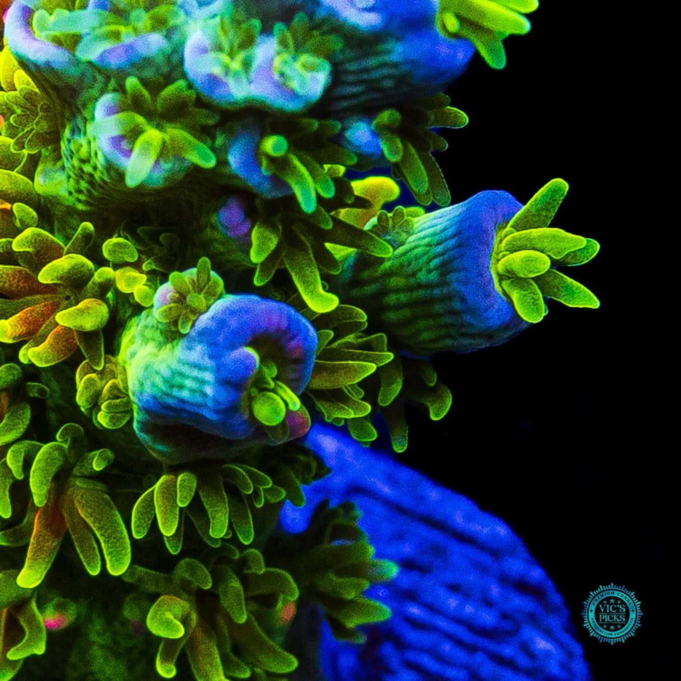 Jason Fox Homewrecker Tenuis Acropora