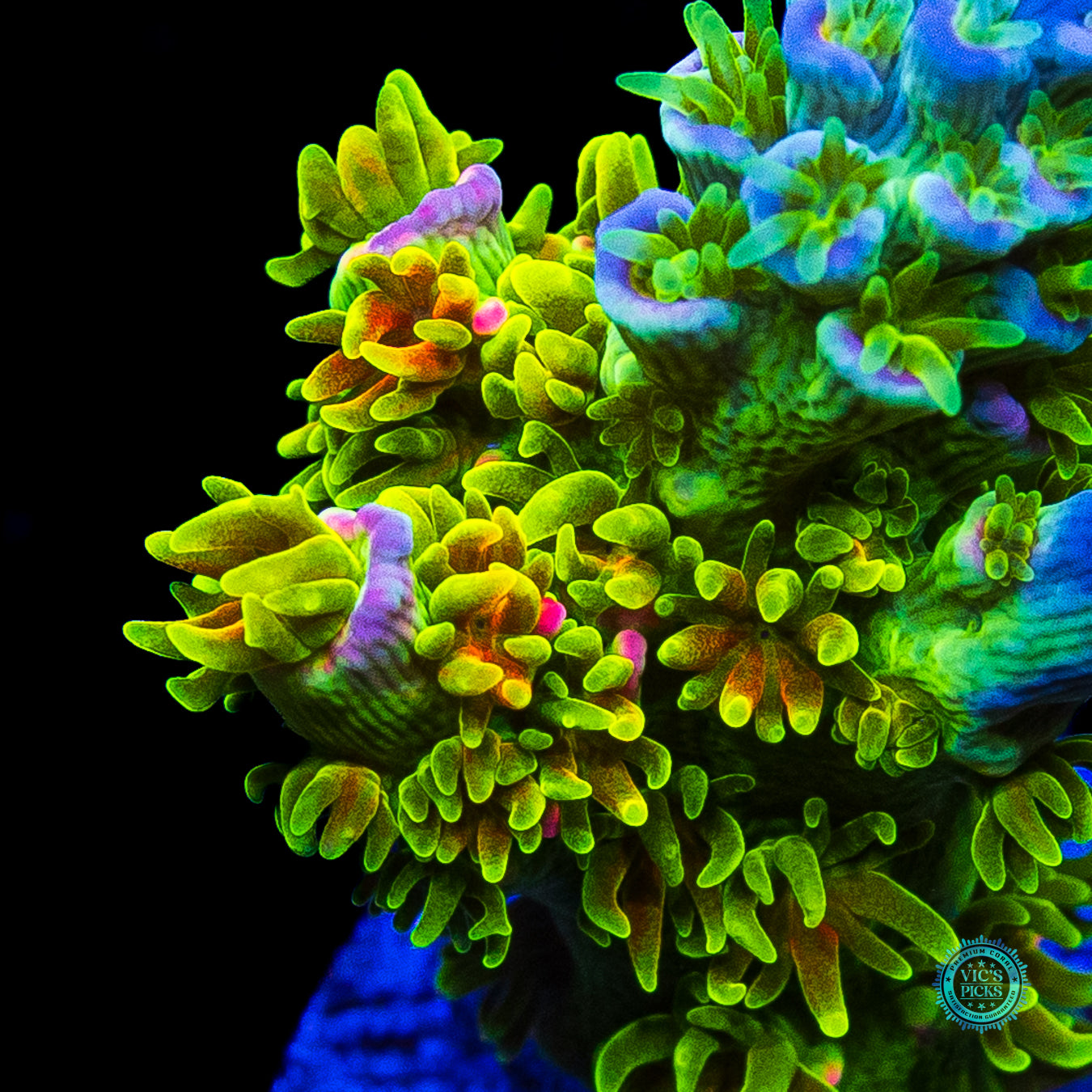 Jason Fox Homewrecker Tenuis Acropora