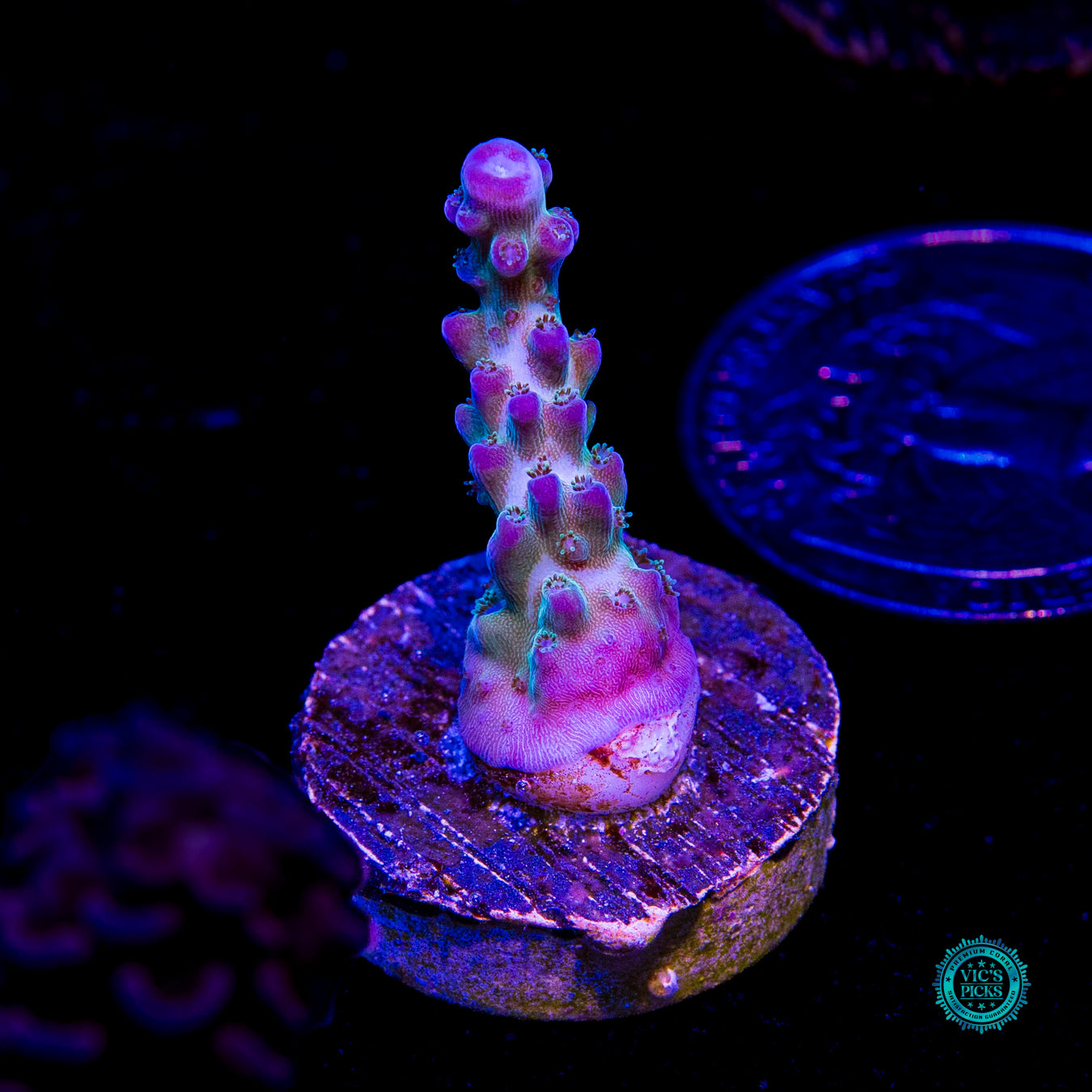 ORA Pearlberry Acropora