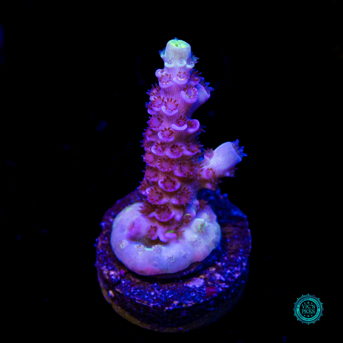WWC Shadow Flash Tenuis Acropora
