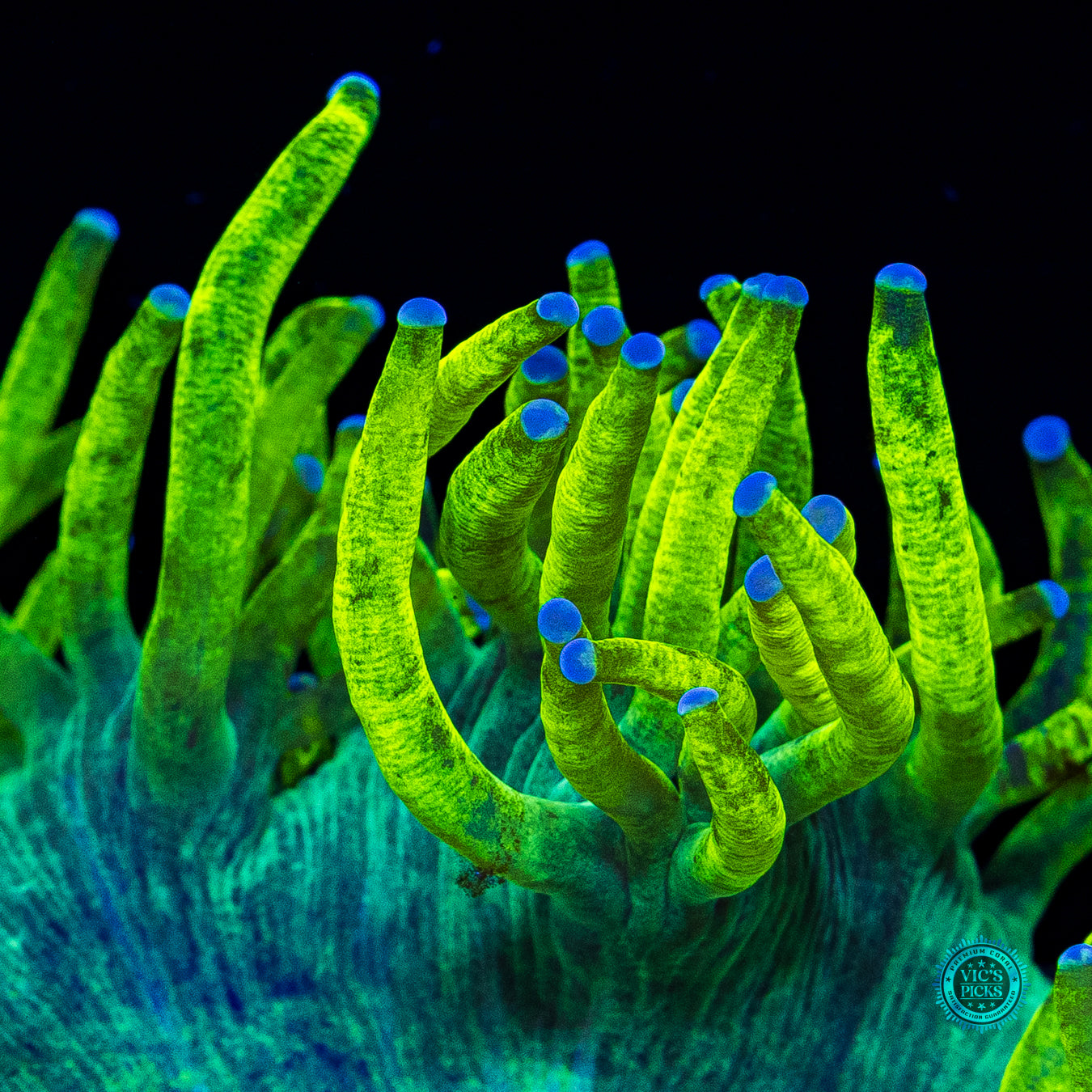 Geiger Counter Elegance