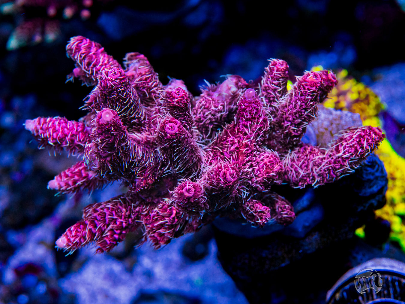 WWC Queen of Hearts Mille Acropora