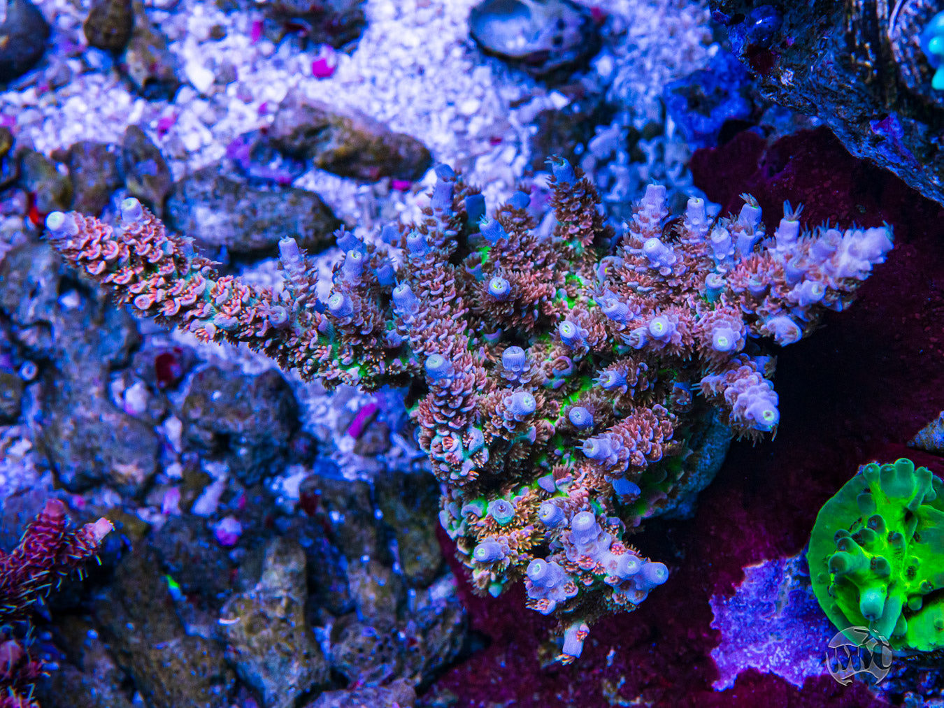 WWC Time Warp Tenuis Acropora