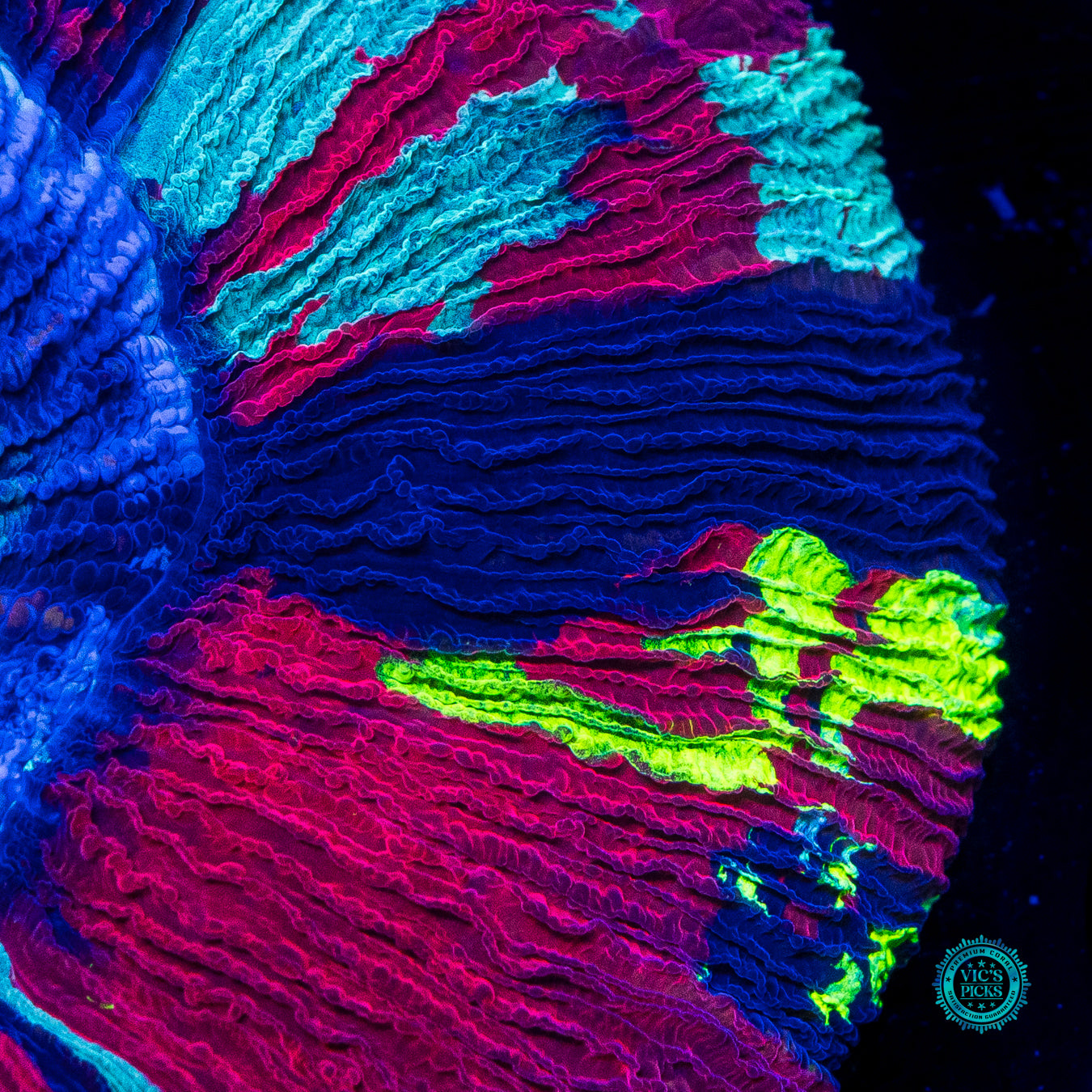 Dreamstate Trachyphyllia