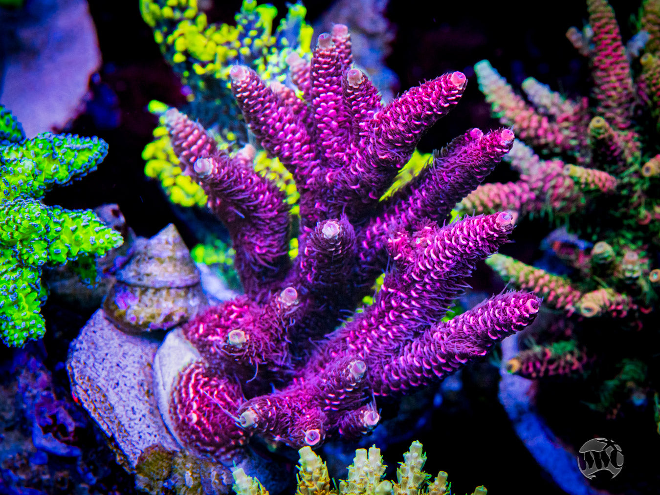 WWC Love Machine Mille Acropora