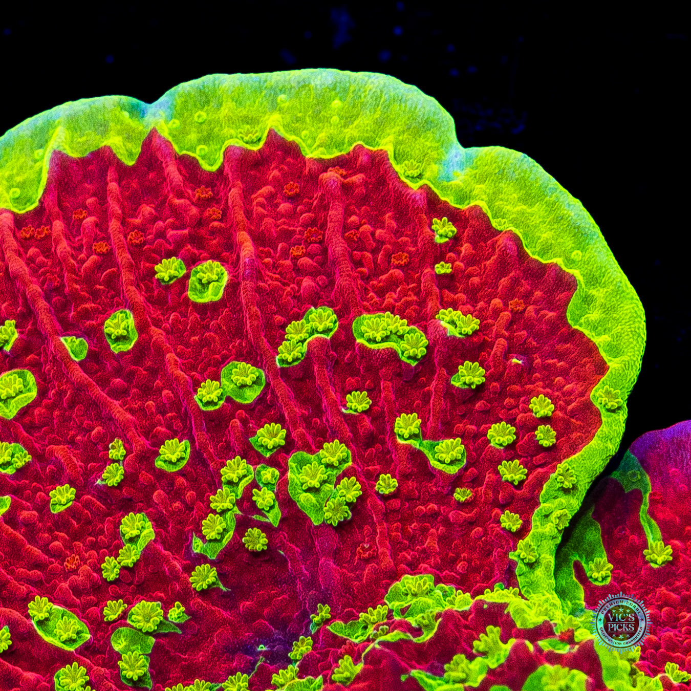 WWC Jaw Breaker Grafted Montipora
