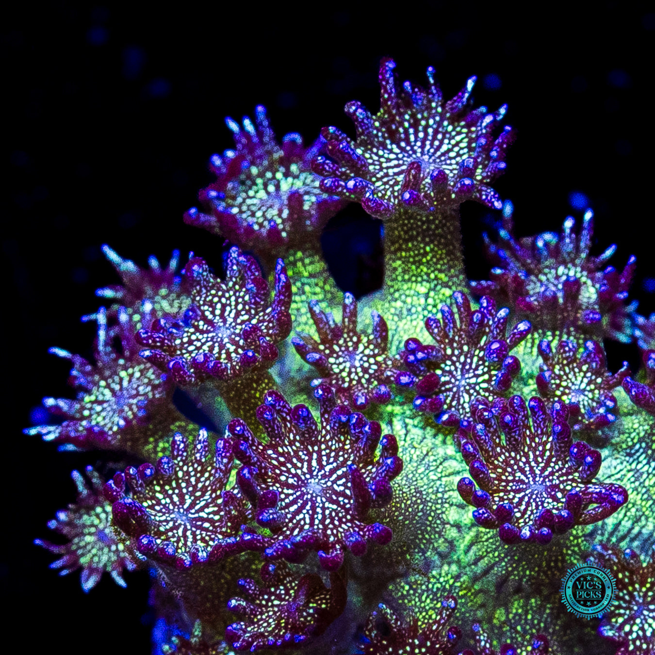 WWC Super Nova Glitter Goniopora
