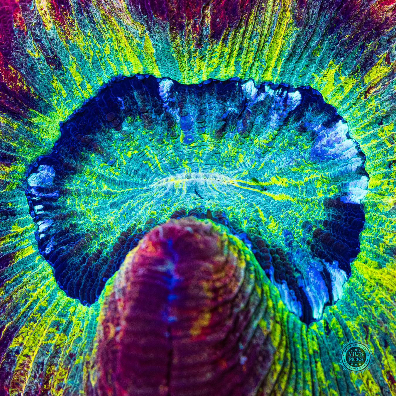 Intensity Trachyphyllia