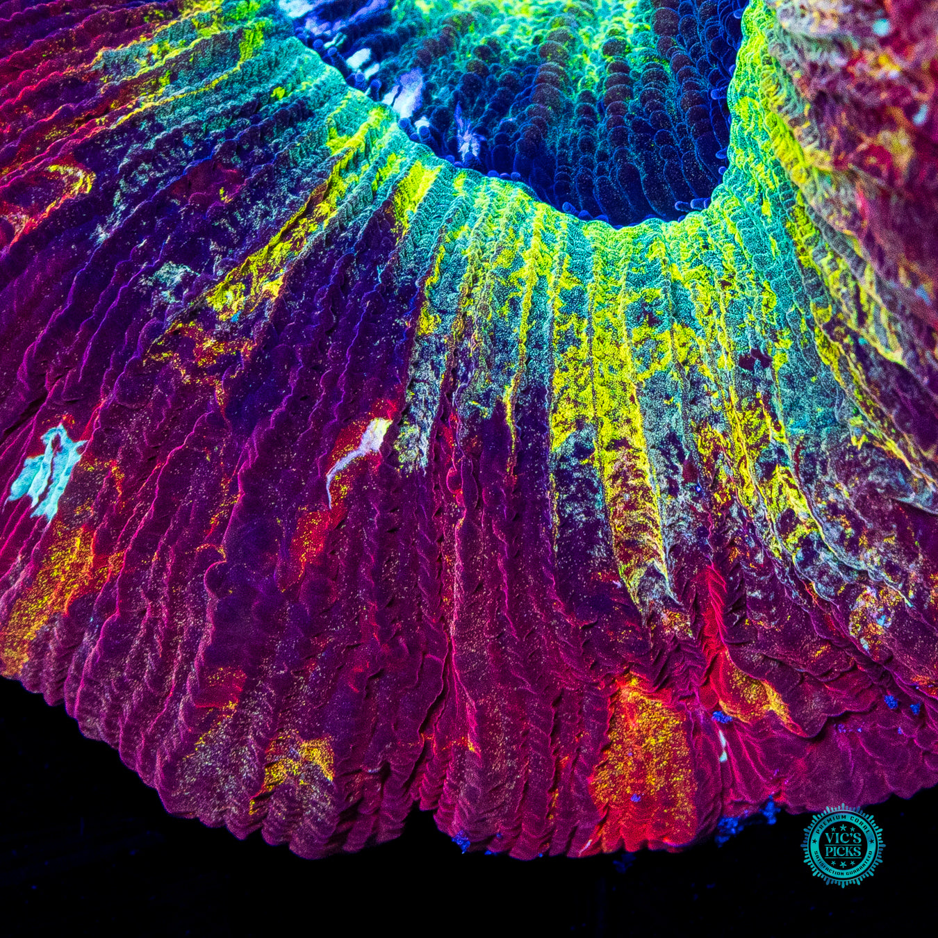 Intensity Trachyphyllia