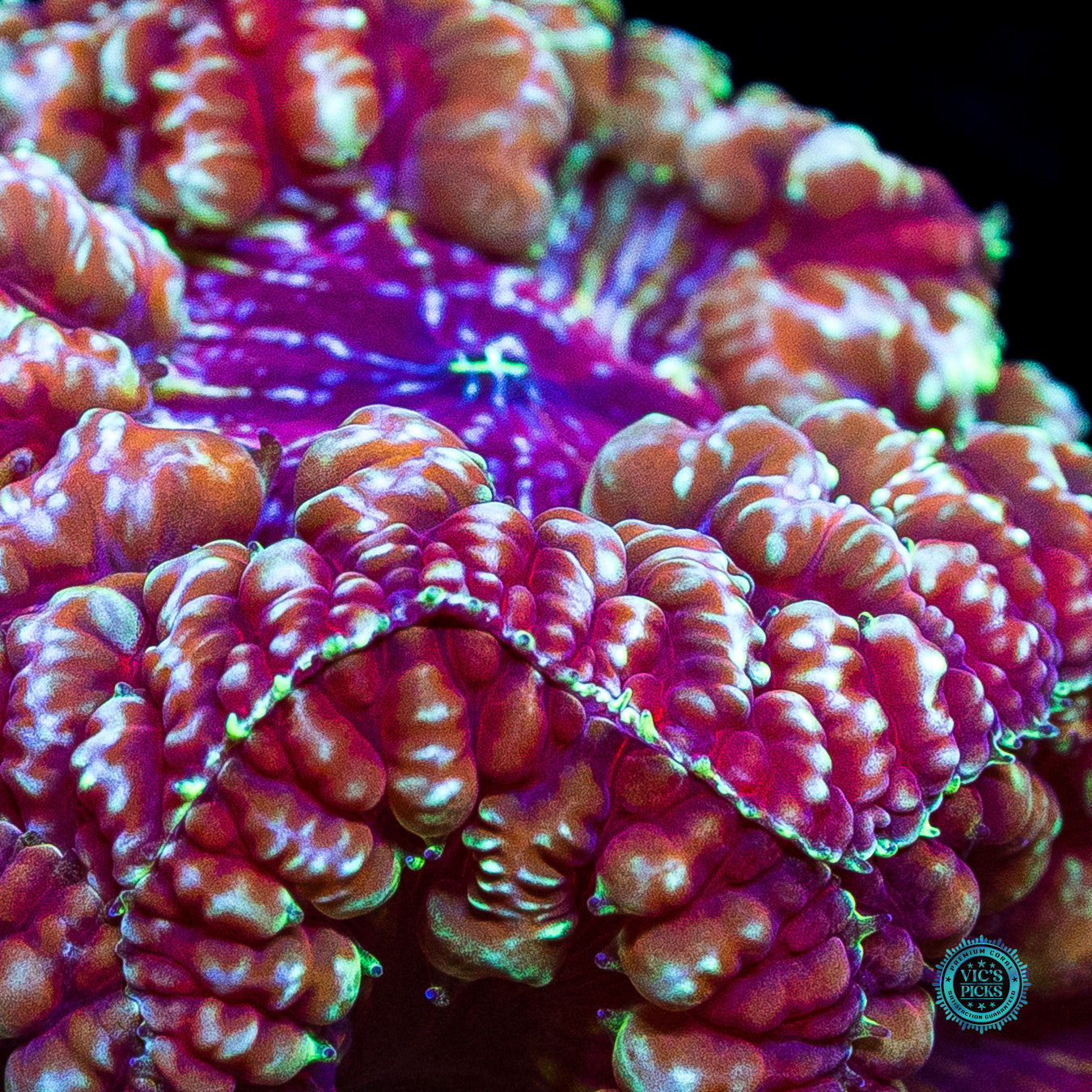 Bloodstone Blastomussa