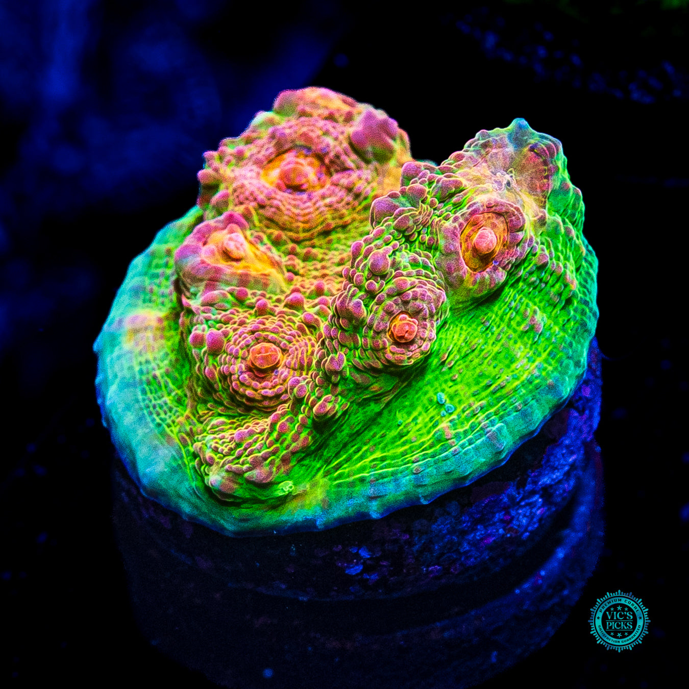 WWC Royal Flush Chalice