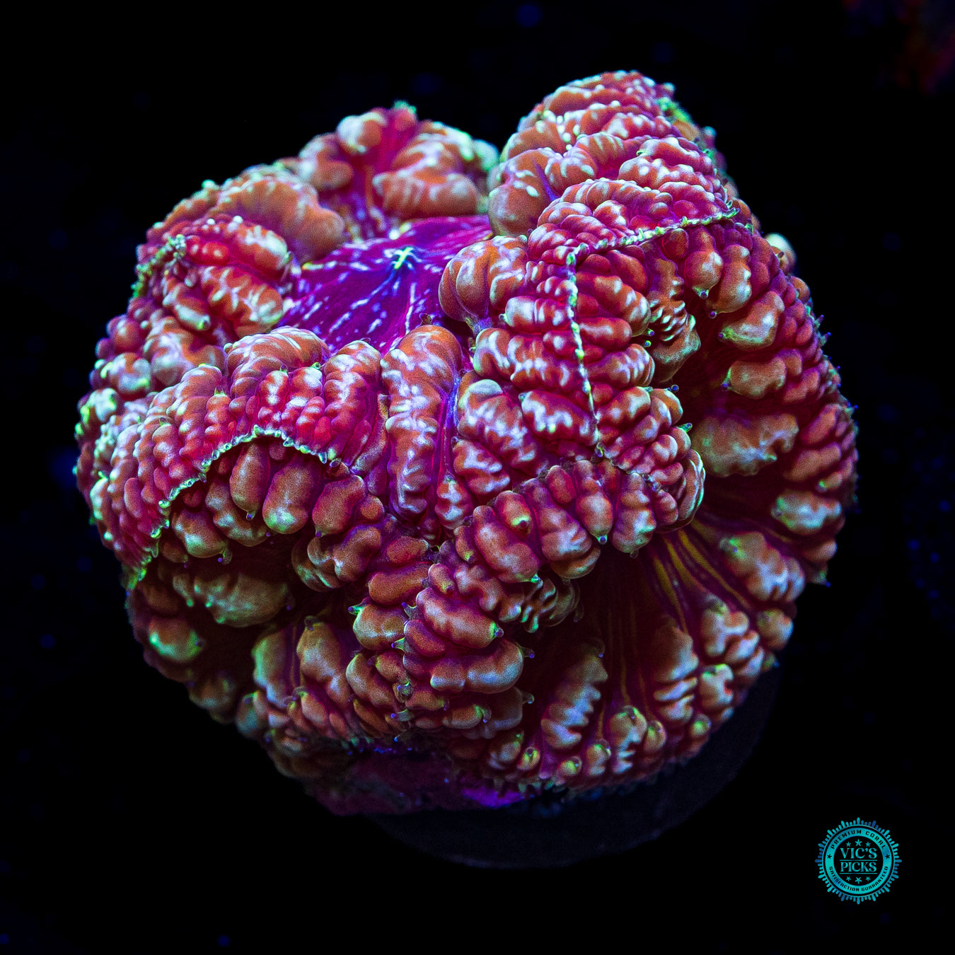Bloodstone Blastomussa