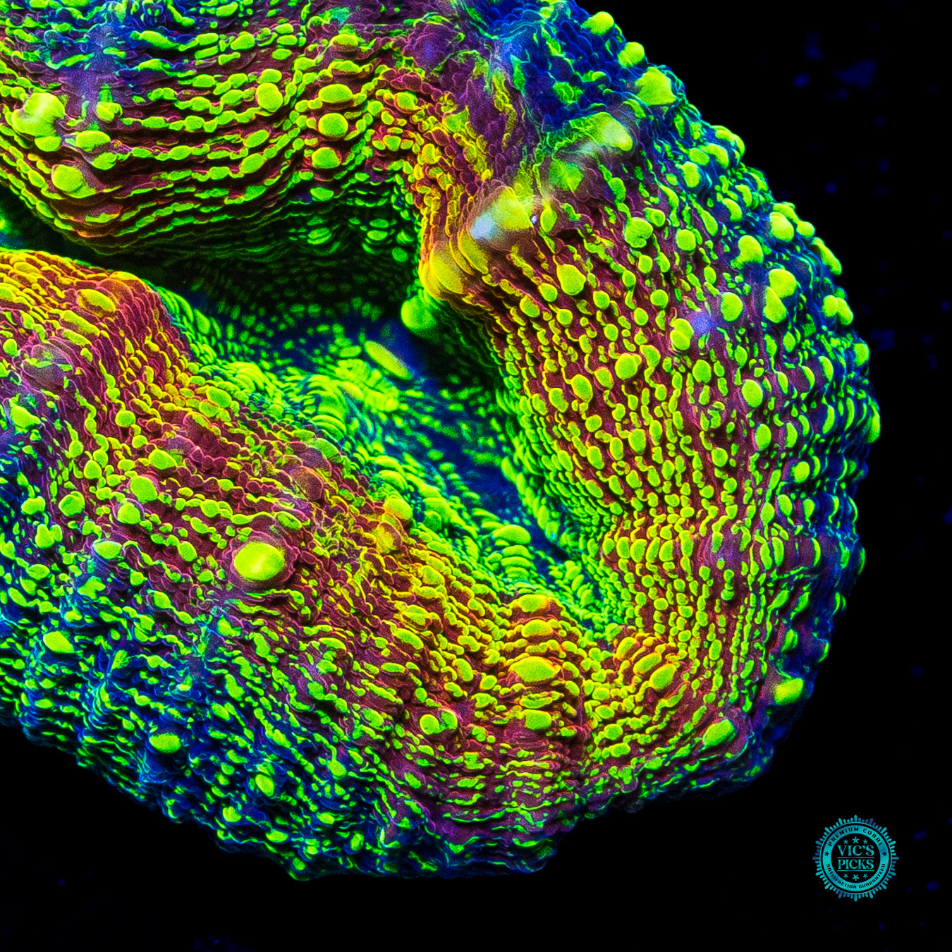 Alien Experiment Lobophyllia