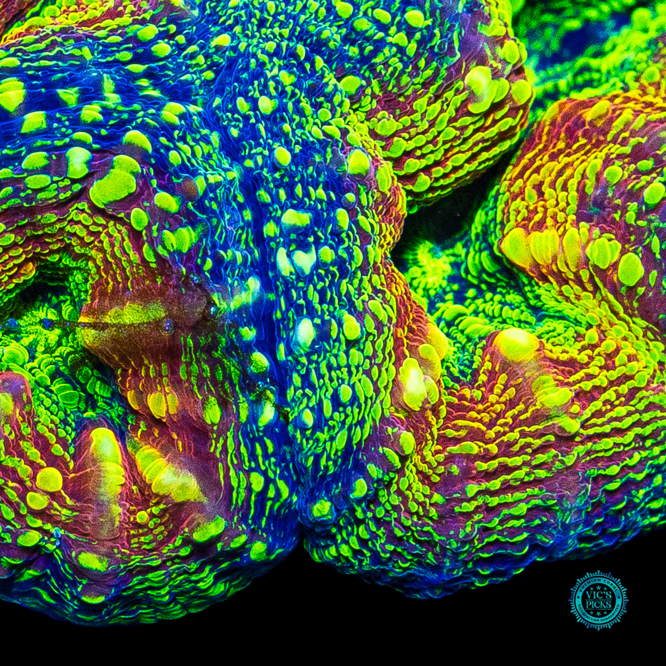 Alien Experiment Lobophyllia